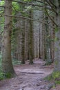 ÃÂoniferous forest of National park Appennino Tosco-Emiliano. Lagdei, Emilia-Romagna